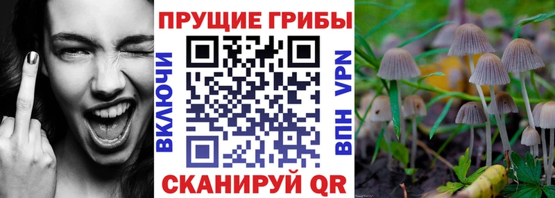 цены Томск Галлюциногенные грибы Psilocybe
